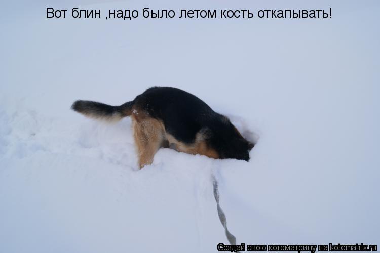 Вот блин ,надо было летом кость откапывать!... Котоматрица: Вот блин ,надо было летом кость откапывать!