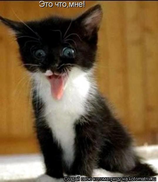 Это что,мне!... Котоматрица: Это что,мне!