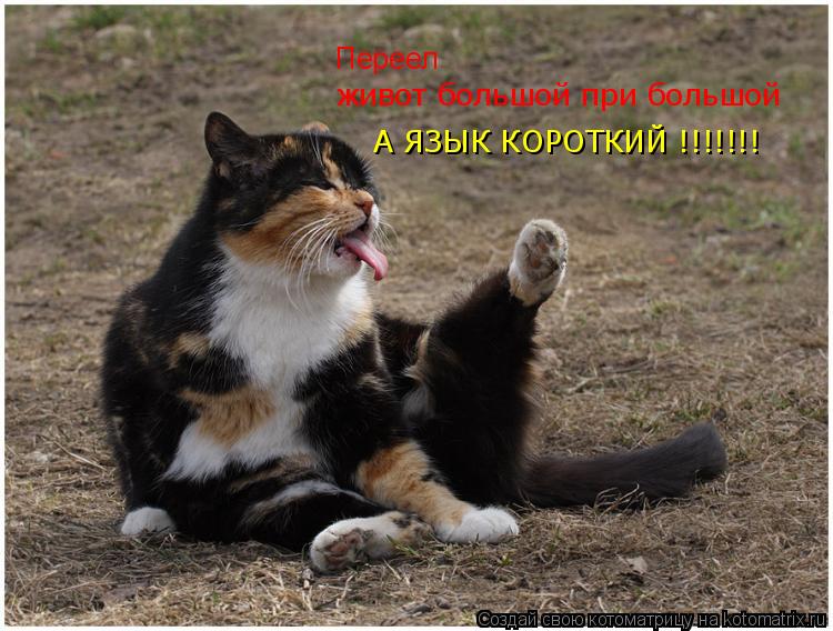 Переел живот большой при большой А ЯЗЫК КОРОТКИЙ !!!!!!!... Котоматрица: Переел живот большой при большой А ЯЗЫК КОРОТКИЙ !!!!!!!