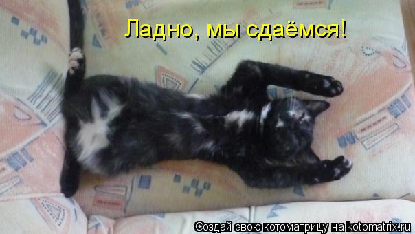 Ладно, мы сдаёмся!... Котоматрица: Ладно, мы сдаёмся!