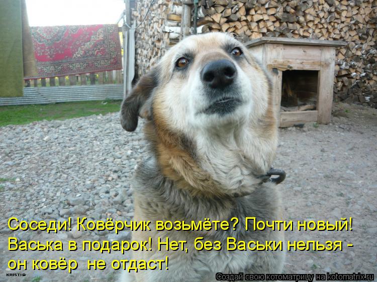 Соседи! Ковёрчик возьмёте? Почти новый! Васька в подарок! Нет, без Васьки нельзя - он ковёр не отдас... Котоматрица: Соседи! Ковёрчик возьмёте? Почти новый! Васька в подарок! Нет, без Васьки нельзя - он ковёр не отдаст!