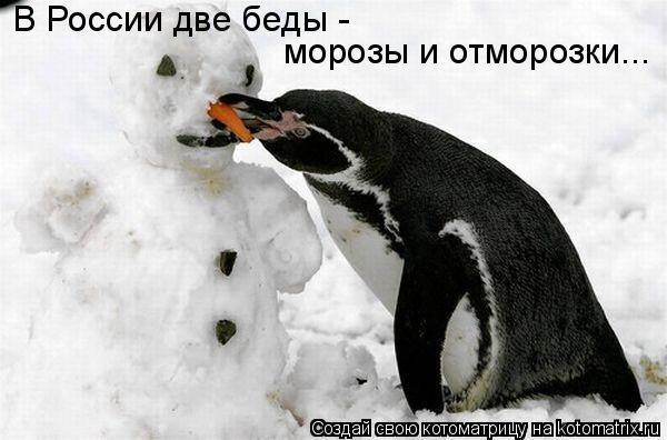 В России две беды - морозы и отморозки...... Котоматрица: В России две беды - морозы и отморозки...
