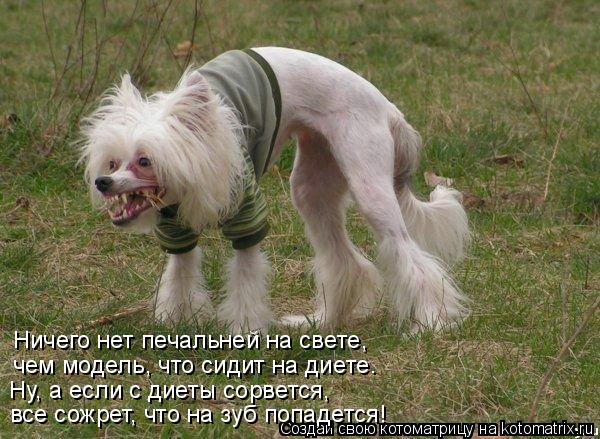 Ничего нет печальней на свете, чем модель, что сидит на диете. Ну, а если с диеты сорвется, все сож... Котоматрица: Ничего нет печальней на свете, чем модель, что сидит на диете. Ну, а если с диеты сорвется, все сожрет, что на зуб попадется!