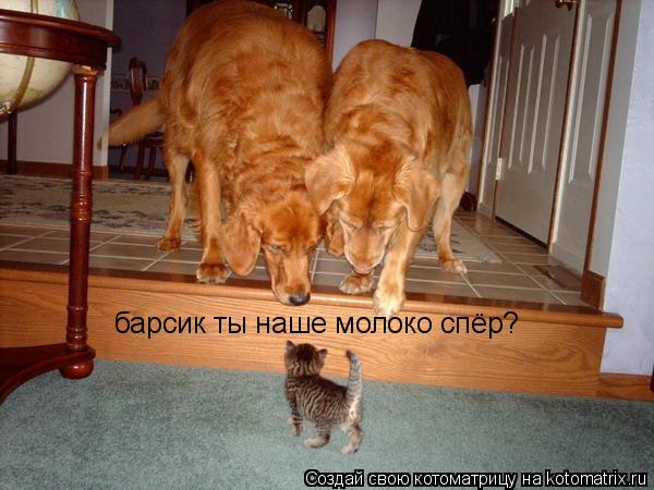 барсик ты наше молоко спёр?... Котоматрица: барсик ты наше молоко спёр?