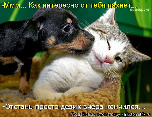 -Ммм... Как интересно от тебя пахнет... -Отстань просто дезик вчера кончился...... Котоматрица: -Ммм... Как интересно от тебя пахнет... -Отстань просто дезик вчера кончился...