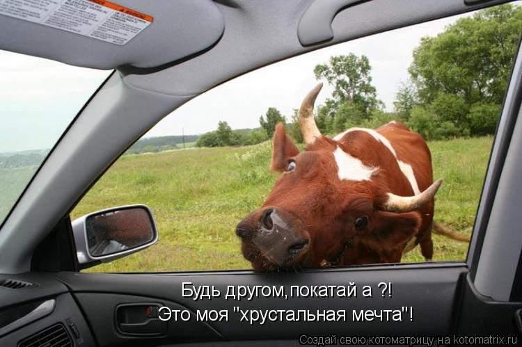 Будь другом,покатай а ?! Это моя "хрустальная мечта"!... Котоматрица: Будь другом,покатай а ?! Это моя "хрустальная мечта"!