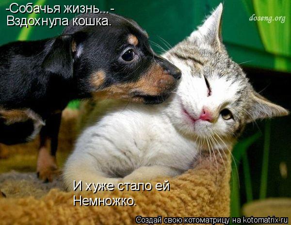 -Собачья жизнь...- Вздохнула кошка. И хуже стало ей Немножко.... Котоматрица: -Собачья жизнь...- Вздохнула кошка. И хуже стало ей Немножко.