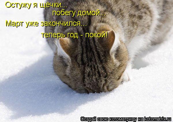 Остужу я щёчки... побегу домой... Март уже закончился... теперь год - покой!... Котоматрица: Остужу я щёчки... побегу домой... Март уже закончился... теперь год - покой!