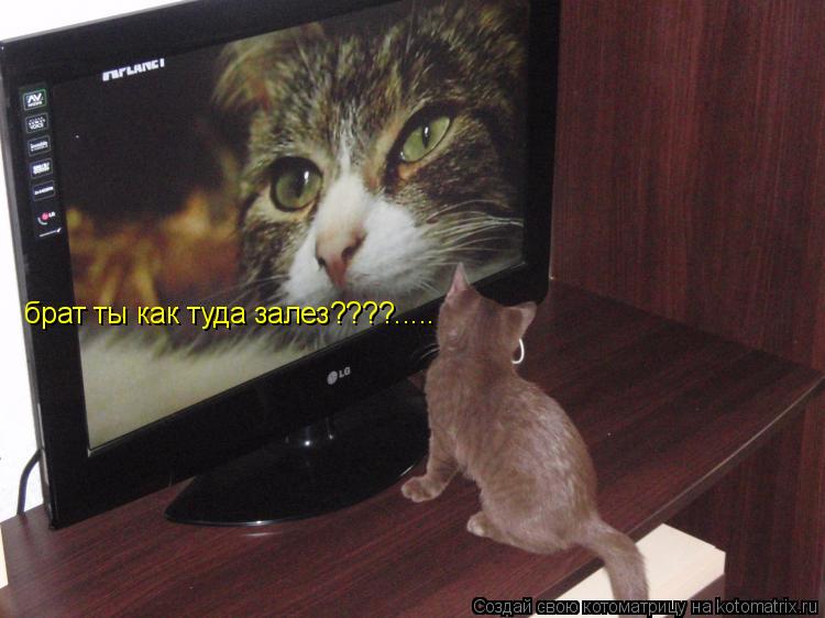 брат ты как туда залез????........ Котоматрица: брат ты как туда залез????.....