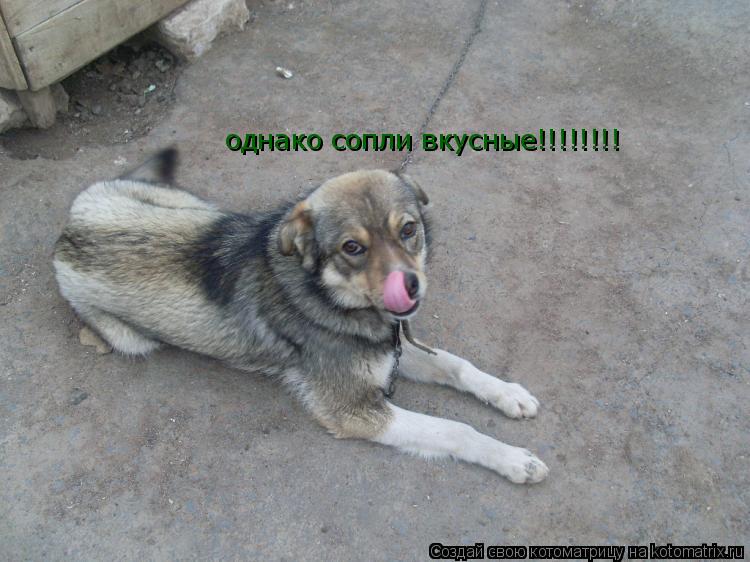 однако сопли вкусные!!!!!!!!... Котоматрица: однако сопли вкусные!!!!!!!!
