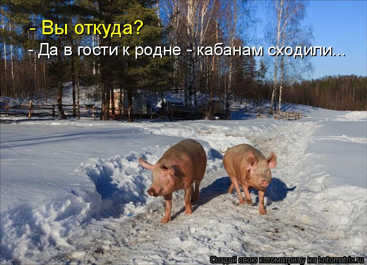 - Вы откуда? - Да в гости к родне - кабанам сходили...... Котоматрица: - Вы откуда? - Да в гости к родне - кабанам сходили...