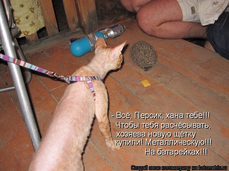 - Всё, Персик, хана тебе!!! Чтобы тебя расчёсывать, хозяева новую щётку купили! Металлическую!!! На б... Котоматрица: - Всё, Персик, хана тебе!!! Чтобы тебя расчёсывать, хозяева новую щётку купили! Металлическую!!! На батарейках!!!