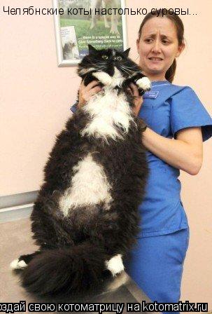 Челябнские коты настолько суровы...... Котоматрица: Челябнские коты настолько суровы...