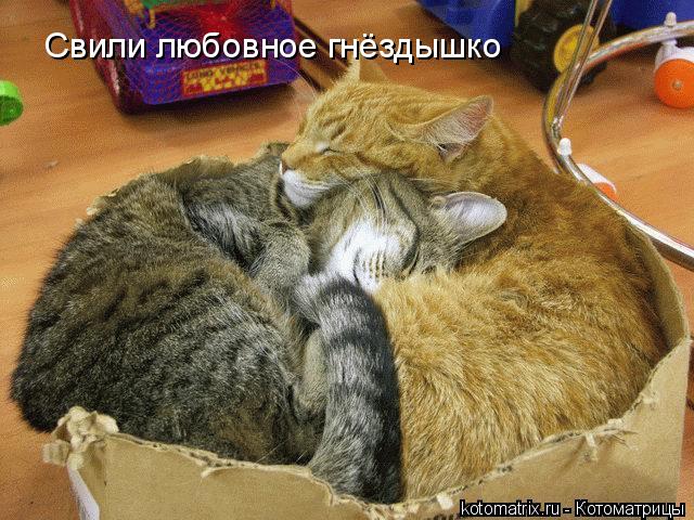 Свили любовное гнёздышко... Котоматрица: Свили любовное гнёздышко