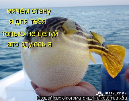 мячём стану я для тебя только не целуй ато здуюсь я... Котоматрица: мячём стану я для тебя только не целуй ато здуюсь я