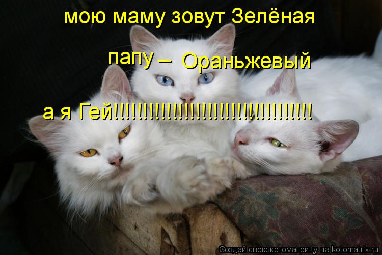 мою маму зовут Зелёная папу _ Ораньжевый а я Гей!!!!!!!!!!!!!!!!!!!!!!!!!!!!!!!!!!... Котоматрица: мою маму зовут Зелёная папу _ Ораньжевый а я Гей!!!!!!!!!!!!!!!!!!!!!!!!!!!!!!!!!!