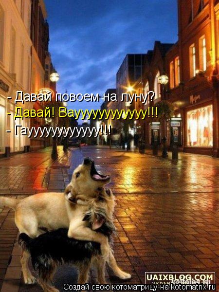 - Давай повоем на луну? - Давай! Вауууууууууууу!!! - Гауууууууууууу!!!... Котоматрица: - Давай повоем на луну? - Давай! Вауууууууууууу!!! - Гауууууууууууу!!!