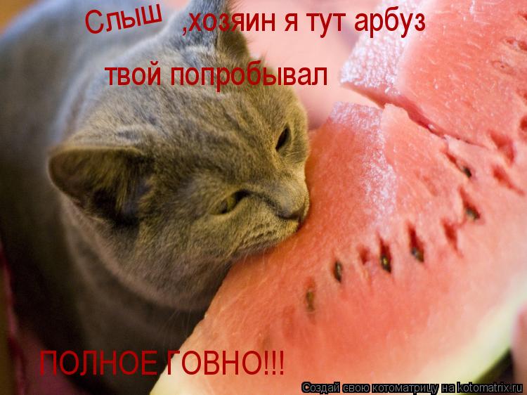 Слыш ,хозяин я тут арбуз твой попробывал ПОЛНОЕ ГОВНО!!!... Котоматрица: Слыш ,хозяин я тут арбуз твой попробывал ПОЛНОЕ ГОВНО!!!
