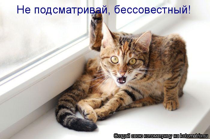 Не подсматривай, бессовестный!... Котоматрица: Не подсматривай, бессовестный!