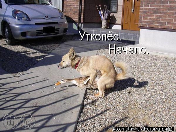 Уткопёс. Начало.... Котоматрица: Уткопёс. Начало.