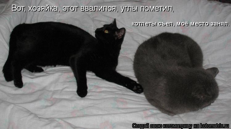 Вот, хозяйка, этот ввалился, углы пометил, котлеты съел, моё место занял.... Котоматрица: Вот, хозяйка, этот ввалился, углы пометил, котлеты съел, моё место занял.