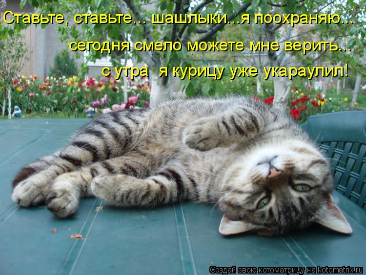 Ставьте, ставьи Ставьте, ставьте... шашлыки...я поохраняю... с утра я курицу уже укараулил! сегодня ... Котоматрица: Ставьте, ставьи Ставьте, ставьте... шашлыки...я поохраняю... с утра я курицу уже укараулил! сегодня смело можете мне верить...