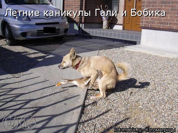 Летние каникулы Гали и Бобика... Котоматрица: Летние каникулы Гали и Бобика