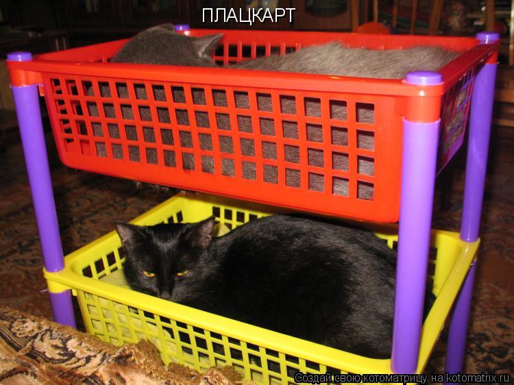 ПЛАЦКАРТ... Котоматрица: ПЛАЦКАРТ