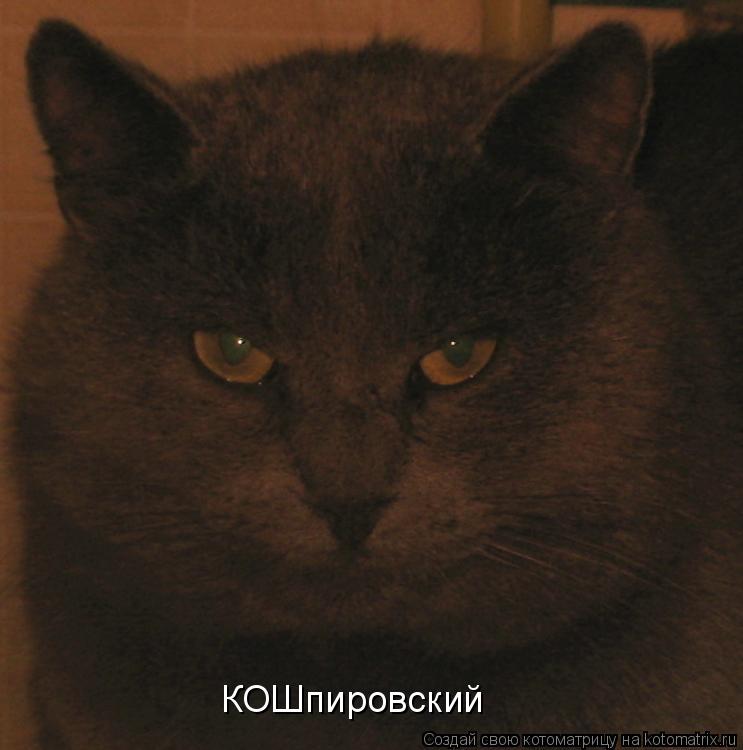 КОШпировский... Котоматрица: КОШпировский
