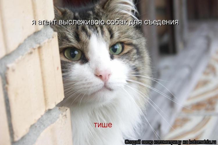 я агент выслеживою собак для съедения тише... Котоматрица: я агент выслеживою собак для съедения тише