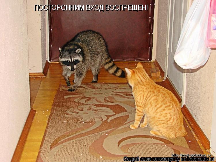 ПОСТОРОННИМ ВХОД ВОСПРЕЩЕН!... Котоматрица: ПОСТОРОННИМ ВХОД ВОСПРЕЩЕН!