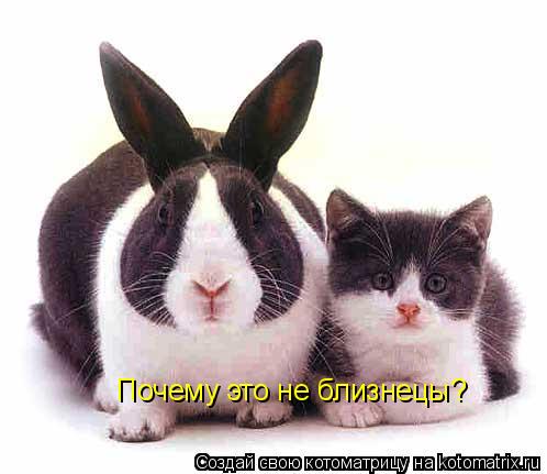 Почему это не близнецы?... Котоматрица: Почему это не близнецы?