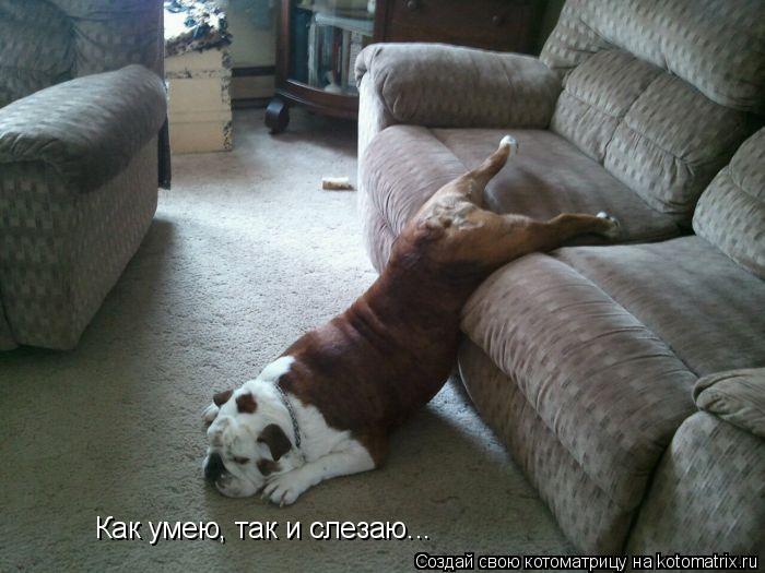 Как умею, так и слезаю...... Котоматрица: Как умею, так и слезаю...