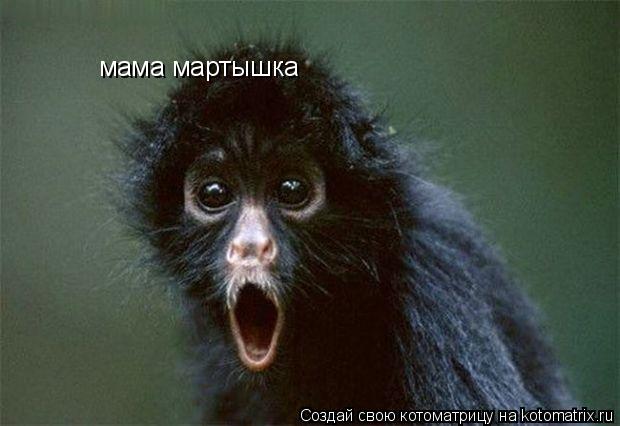 мама мартышка... Котоматрица: мама мартышка