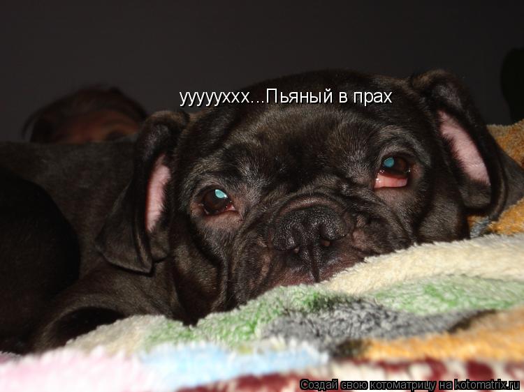 Котоматрица: уууууххх...Пьяный в прах