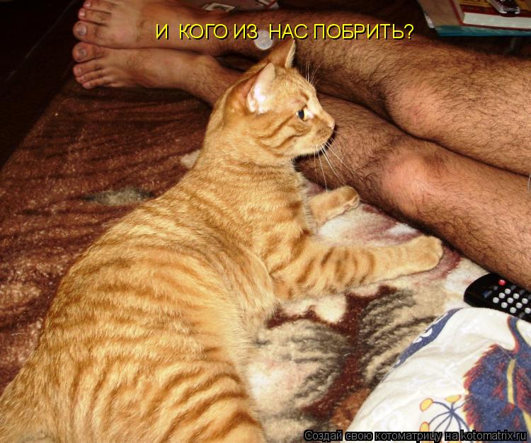 Котоматрица: И  КОГО ИЗ  НАС ПОБРИТЬ?
