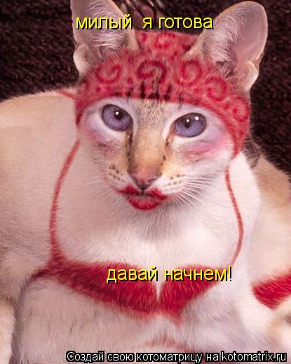 Котоматрица: милый  я готова  давай начнем!