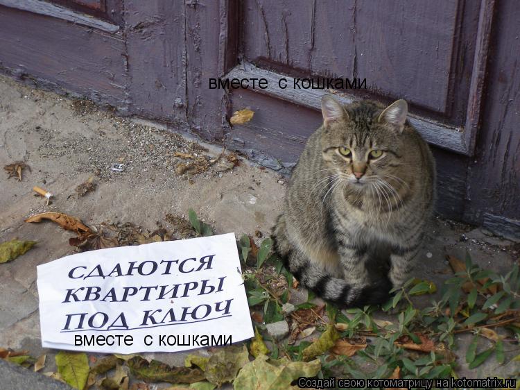 Котоматрица: вместе  с кошками вместе  с кошками