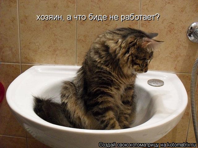 Котоматрица: хозяин, а что биде не работает?