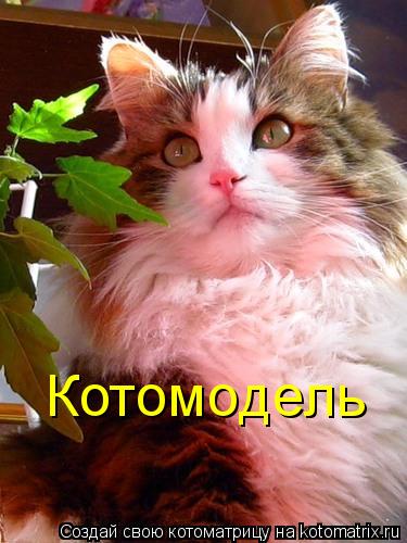 Котоматрица: Котомодель
