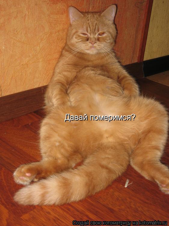Котоматрица: Давай померимся?