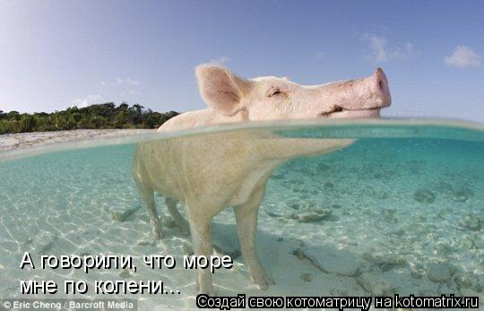 Котоматрица: А говорили, что море мне по колени...