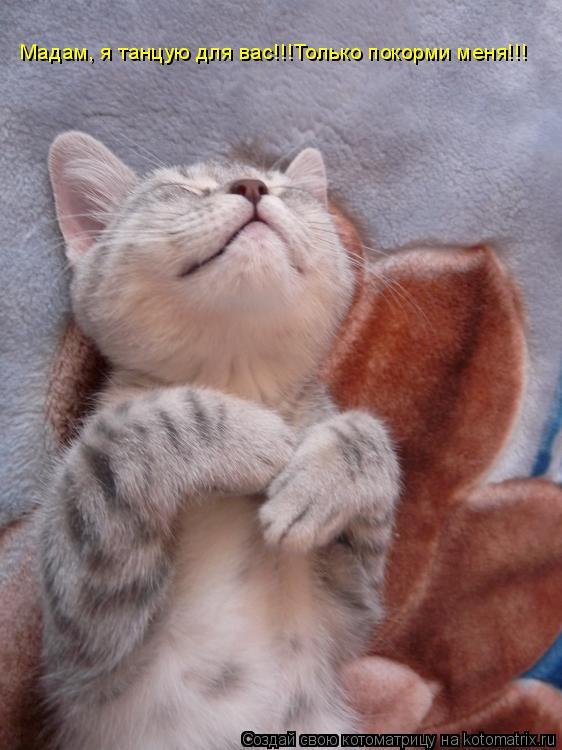 Котоматрица: Мадам, я танцую для вас!!!Только покорми меня!!!