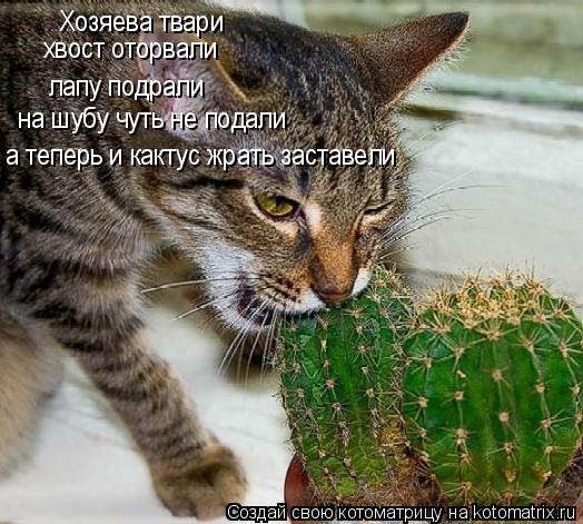 Котоматрица: Хозяева твари лапу подрали хвост оторвали на шубу чуть не подали а теперь и кактус жрать заставели
