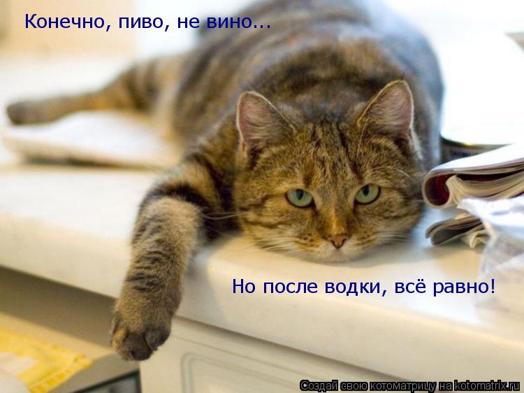 Котоматрица: Конечно, пиво, не вино... Но после водки, всё равно!