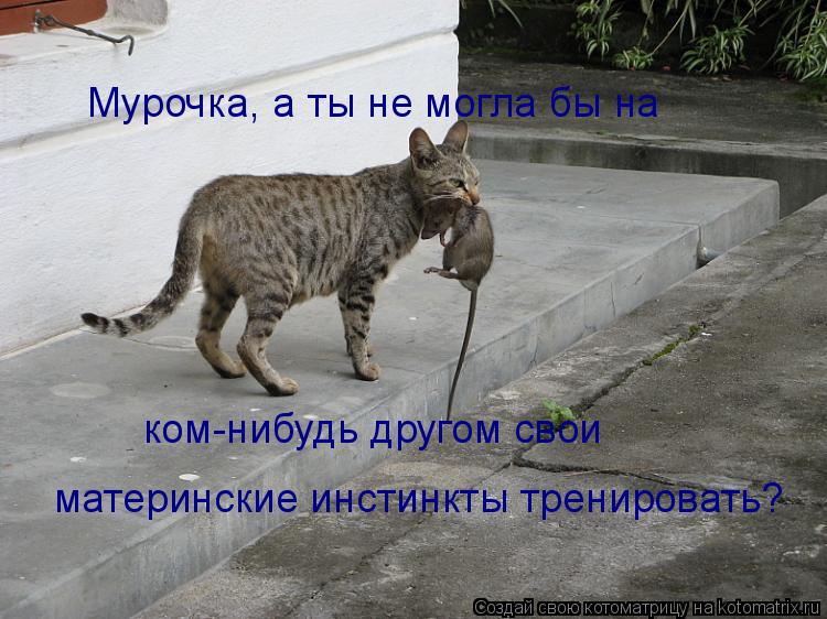 Котоматрица: Мурочка, а ты не могла бы на ком-нибудь другом свои  материнские инстинкты тренировать?