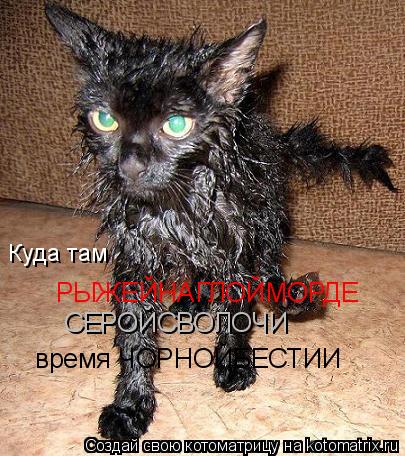 Котоматрица: Куда там РЫЖЕЙНАГЛОЙМОРДЕ СЕРОЙСВОЛОЧИ время ЧОРНОЙБЕСТИИ