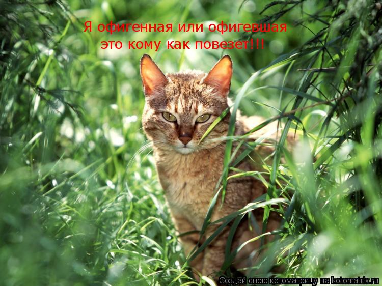 Котоматрица: Я офигенная или офигевшая это кому как повезет!!!