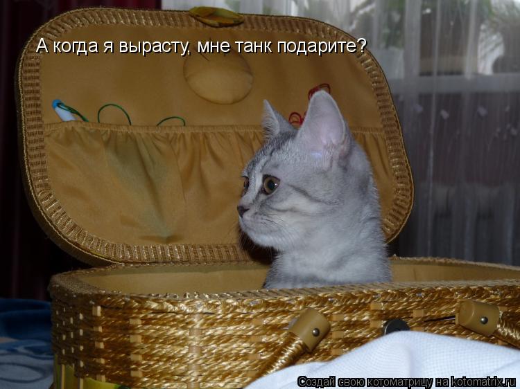 Котоматрица: А когда я вырасту, мне танк подарите?