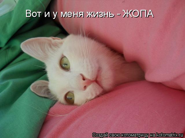 Котоматрица: Вот и у меня жизнь - ЖОПА